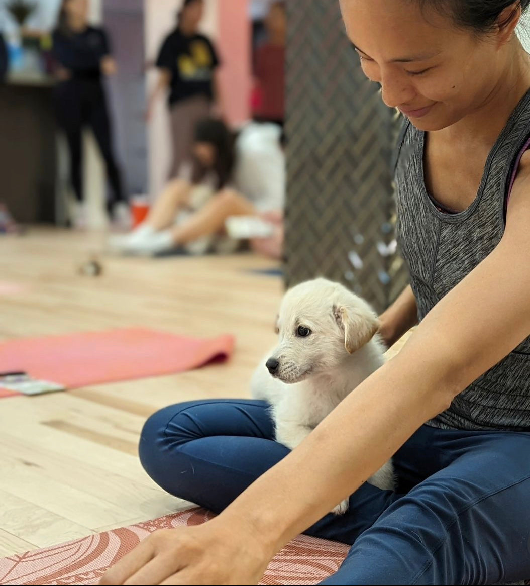 Puppy Yoga Calgary PuppyYoga Calgary